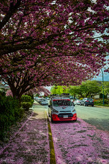 Cherry Blossoms/ Cherry Blossom Festivals - Greater Vancouver (2020-2024)