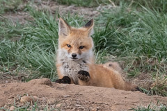 Red Fox kits in Colorado April 2020