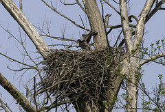 April 26th 2020 - Johnson Eagle Nest