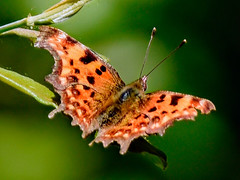 UK Butterflies  
