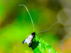 UK Moths 