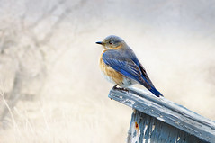 Bluebirds, Buntings and Other Beauties