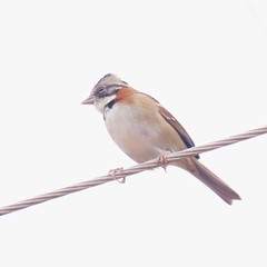 Tico-tico/Rufous-collared Sparrow