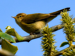 Chiff Chaffs and Warblers