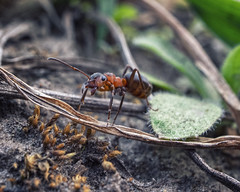 Мурахи (Ants)