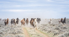 McCullough Peaks Wild Horse HMA - Wyoming