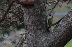 Gröngöling- European green woodpecker