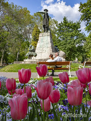 Szegedi tulipánok