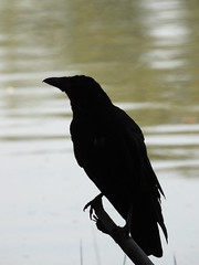 #  Raven  #