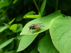 Diptera - Flies