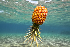 may 1 2020 pineapple