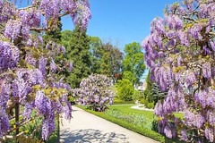 Lente 2020: Bloeiende wisteria in de Leuvense Kruidtuin - (April 2020)