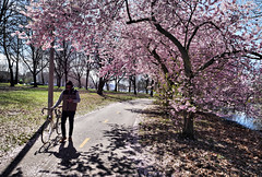 Boston Spring Blossoms