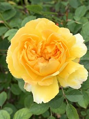 Rose(s) at Regent's Garden, London 2