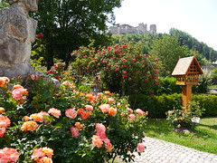 (BWO) Rosengarten Kirchschlag / Rose garden Kirchschlag