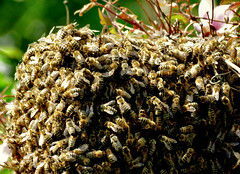 unsere Bienenstöcke