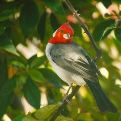 Cardeal/Red-crested Cardinal