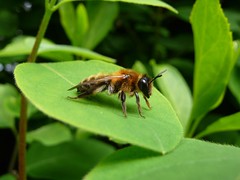 Andrena Scotica - Chocolate Mining Bee