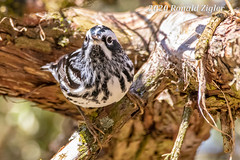 Black and White Warblers