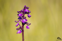 Orchide Minore (Anacamptis morio)