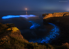 Bioluminescent Waves