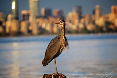Vancouver Urban Wildlife