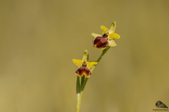 Ofride Verde - Bruna (Ophrys sphegodes)