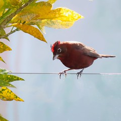 Tico-tico-rei/Red-crested Finch