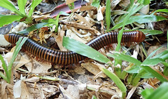 Millipedes and Centipedes (Myriapoda)
