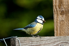 BlueTit that nest's in the garden,  Goldfinch  and passing black bird