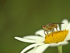 Insecte sur une fleur.