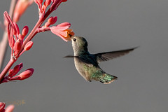 Hummingbirds feeding on Flowers