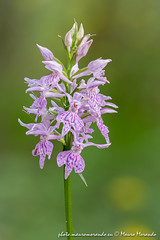 2020-05 Orchidee a Casella