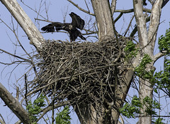 May 6th 2020 - Johnson Eagle Nest