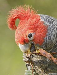 Parrots to Dollarbird
