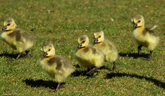 Canada goose family, Slottsskogen 2020