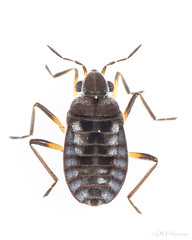 Heteroptera: Veliidae