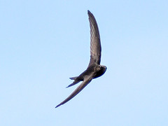 Swifts and Swallows 