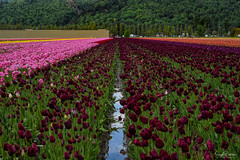 Tulips - Lakeland Flowers Ltd. - Flora Farms (2020)