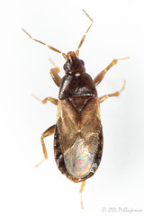 Heteroptera: Lyctocoridae