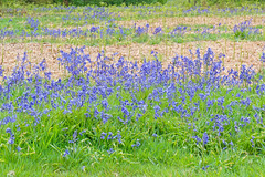 Bluebells (mostly) Oswestry Racecourse