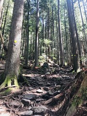 Grouse Mountain - May 2020