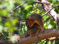 Squirrels - Balboa Park - 5/11/2020