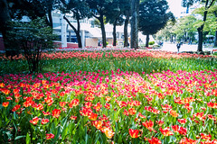 Yokohama Park (Fri. Apr. 24, 2020)