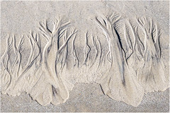 Sand Trees