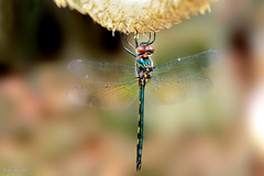 Corduliidae (Emerald Dragonflies) മരതക്കണ്ണന്മാർ