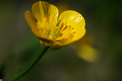 Yellow butter cup