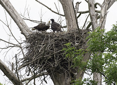 May 13th 2020 - Johnson Eagle Nest