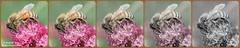 Bees, wasps and mimics 🐝🐝