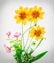 Transparent flower photography